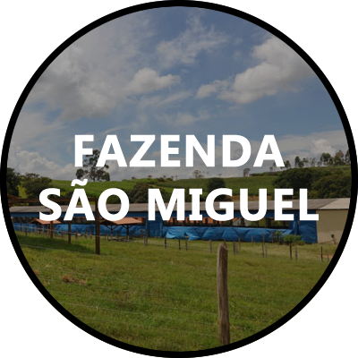 Fazenda São Miguel - Dorper Dom Miguel